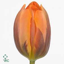 Tulipa En Prinses Irene