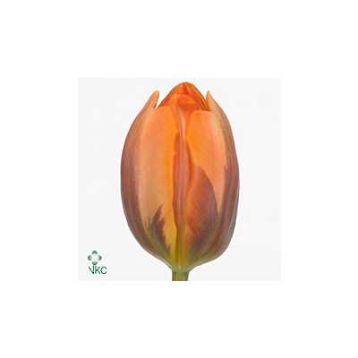 Tulipa En Prinses Irene