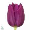 Tulipa En Purple Prince