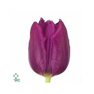 Tulipa En Purple Prince