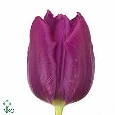 Tulipa En Purple Prince