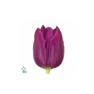 Tulipa En Purple Prince