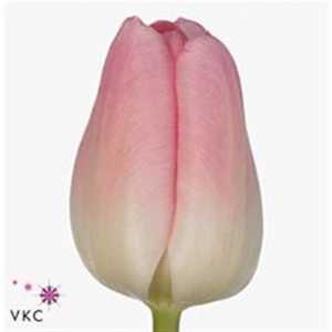 Tulipa En Rosario