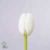 Tulipa En Royal Virgin