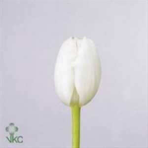 Tulipa En Royal Virgin