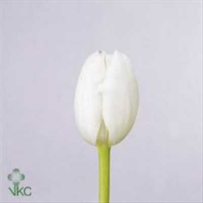 Tulipa En Royal Virgin