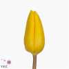 Tulipa En Strong Gold