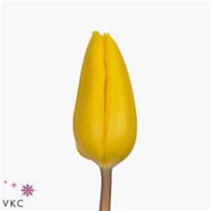 Tulipa En Strong Gold