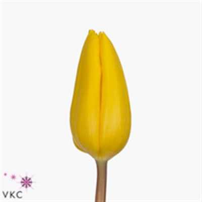 Tulipa En Strong Gold