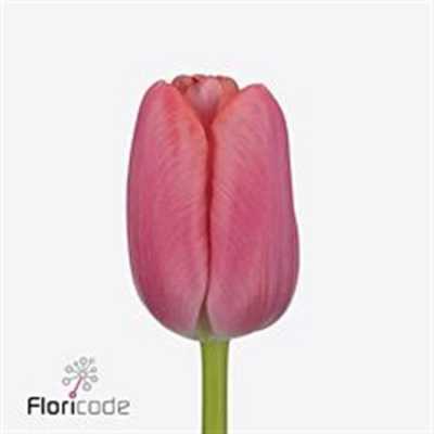 Tulipa En Tresor