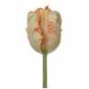 Tulipa Pa Apricot Parrot