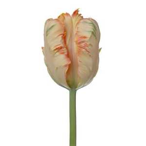Tulipa Pa Apricot Parrot
