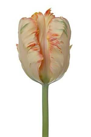 Tulipa Pa Apricot Parrot