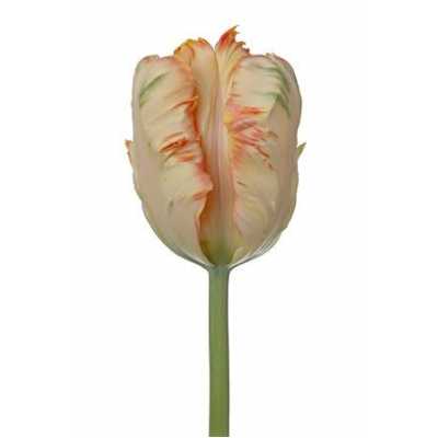 Tulipa Pa Apricot Parrot