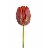 Tulipa Pa Rococo