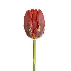 Tulipa Pa Rococo