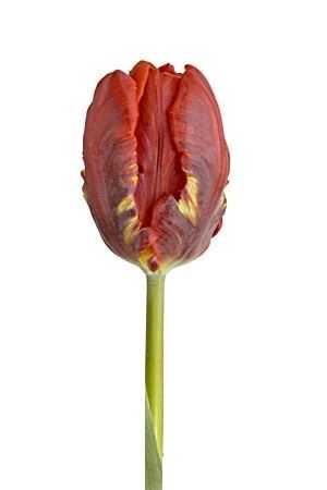 Tulipa Pa Rococo