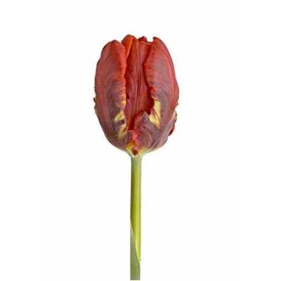 Tulipa Pa Rococo
