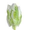 Tulipa Pa Super Parrot