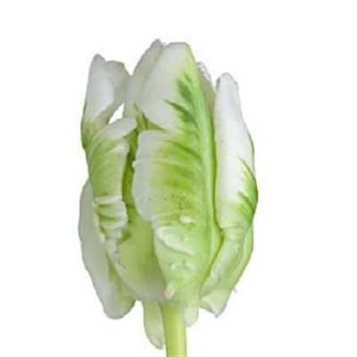 Tulipa Pa Super Parrot