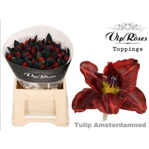Tulipa Vip En Amsterdamned