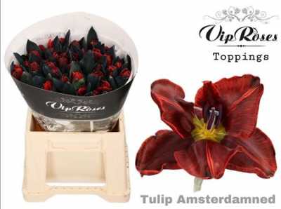 Tulipa Vip En Amsterdamned