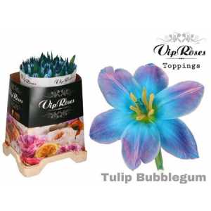 Tulipa Vip En Bubblegum
