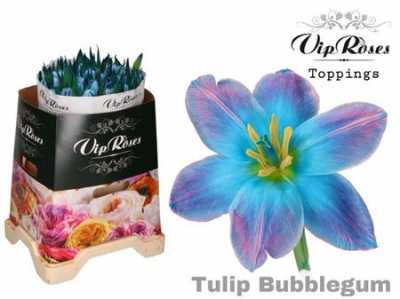 Tulipa Vip En Bubblegum