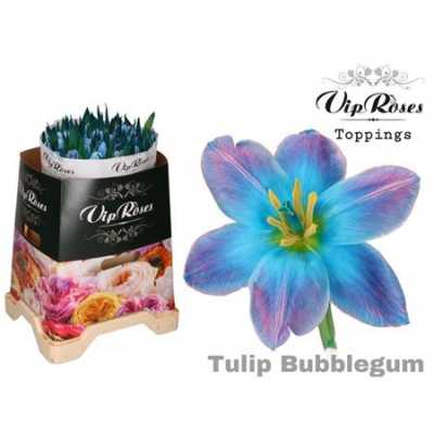 Tulipa Vip En Bubblegum