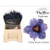 Tulipa Vip En Dark Violet