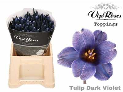 Tulipa Vip En Dark Violet