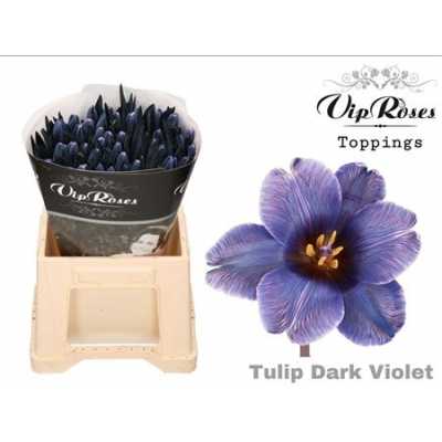 Tulipa Vip En Dark Violet