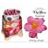 Tulipa Vip En Flirty Pink