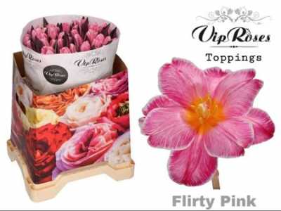 Tulipa Vip En Flirty Pink