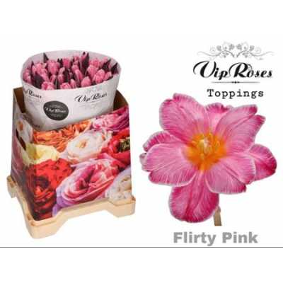 Tulipa Vip En Flirty Pink