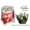 Tulipa Vip En Frost Antartica (toppings)