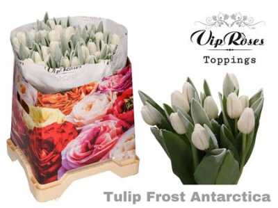 Tulipa Vip En Frost Antartica (toppings)