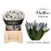 Tulipa Vip En Frost Blue