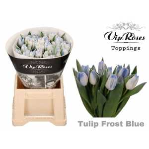 Tulipa Vip En Frost Blue