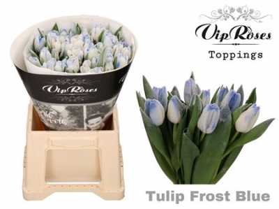 Tulipa Vip En Frost Blue