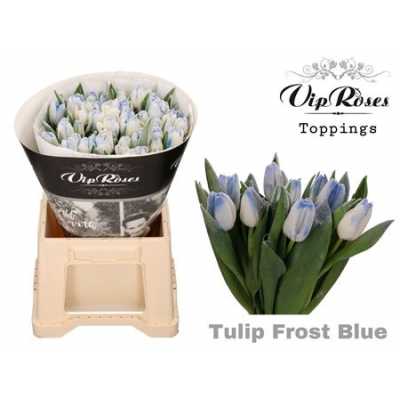 Tulipa Vip En Frost Blue