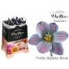 Tulipa Vip En Gypsy Blue