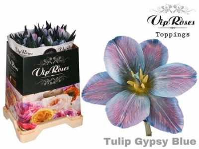 Tulipa Vip En Gypsy Blue