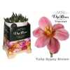 Tulipa Vip En Gypsy Brown