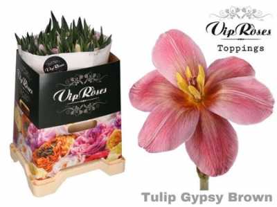 Tulipa Vip En Gypsy Brown