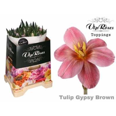Tulipa Vip En Gypsy Brown