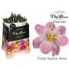 Tulipa Vip En Gypsy Grey