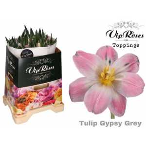 Tulipa Vip En Gypsy Grey
