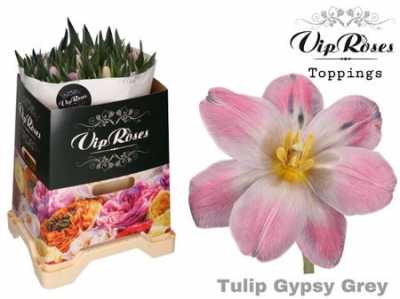 Tulipa Vip En Gypsy Grey