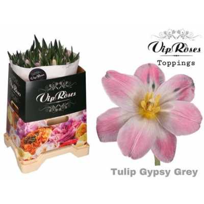 Tulipa Vip En Gypsy Grey